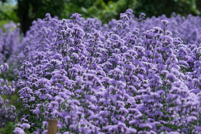 Close-up of purple flowering plants on field