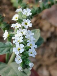 Close-up of flowers