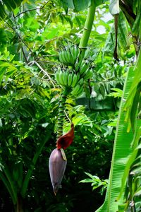 Close-up of a bird on tree