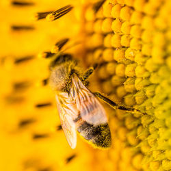 Close-up of butterfly pollinating on yellow flower