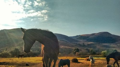 Horse grazing on field