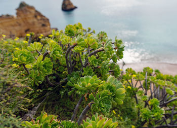 Close-up of plant