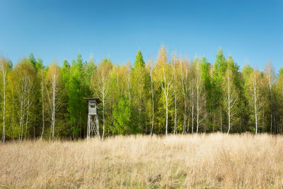 Dry yellow grass, spring forest with a hunting tower and a clear blue sky