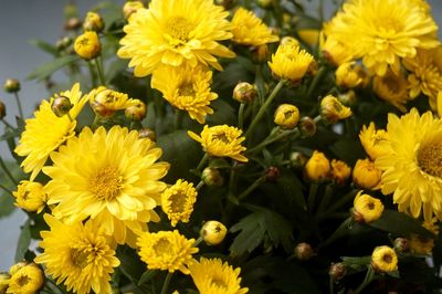 Close-up of yellow flowers blooming outdoors