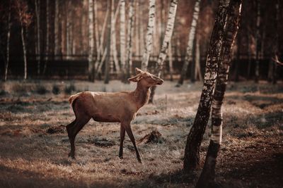 Deer standing in a forest