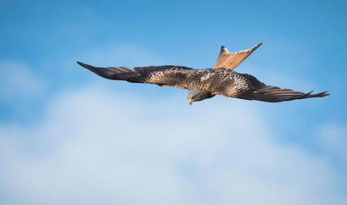 Low angle view of red kite flying in sky