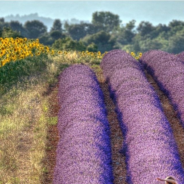 flower, growth, field, beauty in nature, freshness, nature, fragility, plant, grass, day, yellow, purple, outdoors, sunlight, close-up, agriculture, tranquility, multi colored