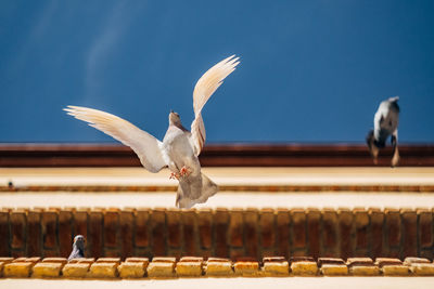 Low angle view of white bird with spread wings by building