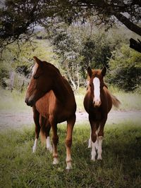 Horses standing in ranch