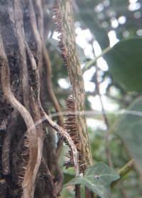 Close-up of tree trunk