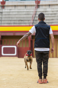 Malinois belgian dog performing obedience exercises in mondioring competition