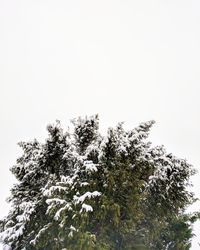 Low angle view of tree against sky during winter