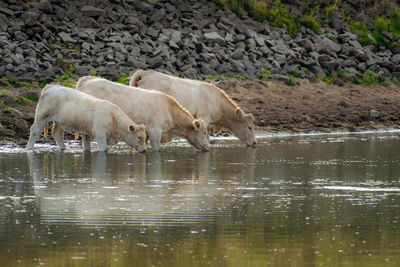 Cows drinking water