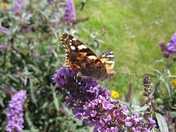 Close-up of butterfly pollinating on purple flower