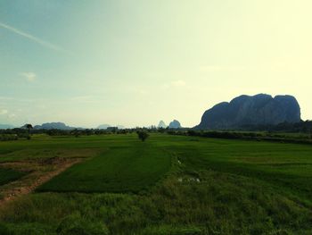 Scenic view of agricultural field against sky