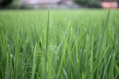 Close-up of crops growing on field