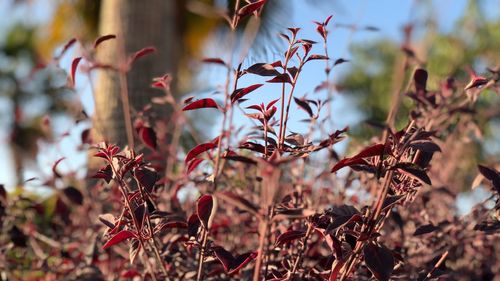 Close-up of red flowers