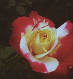 Close-up of rose