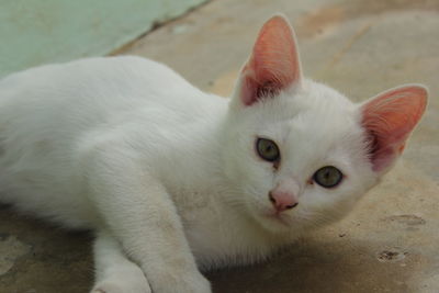 Close-up portrait of a cat