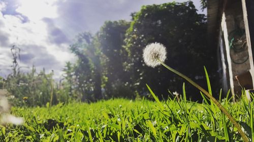 Close-up of flower growing in park