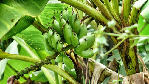 Close-up of fruit growing on tree