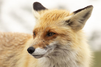 Close-up of a fox looking away in retezat mountains 