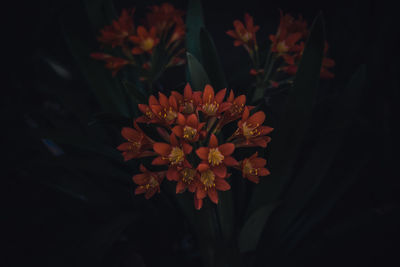 Close-up of orange flowers growing in garden