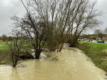 Bare trees by river against sky