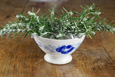 High angle view of potted plant on table