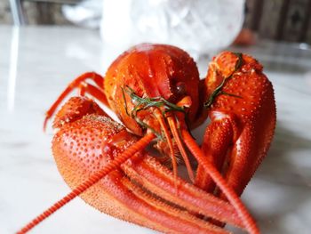 Close-up of crab on table