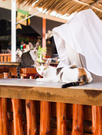 View of dog sitting on table