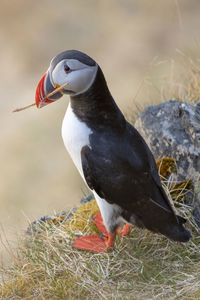 Close-up of puffin perching on field