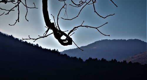 Close-up of silhouette tree against sky