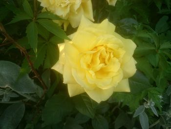 Close-up of yellow flower