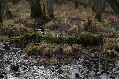 Close-up of plants growing in forest