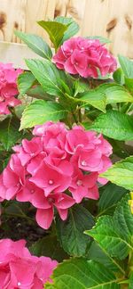 Close-up of pink rose plant