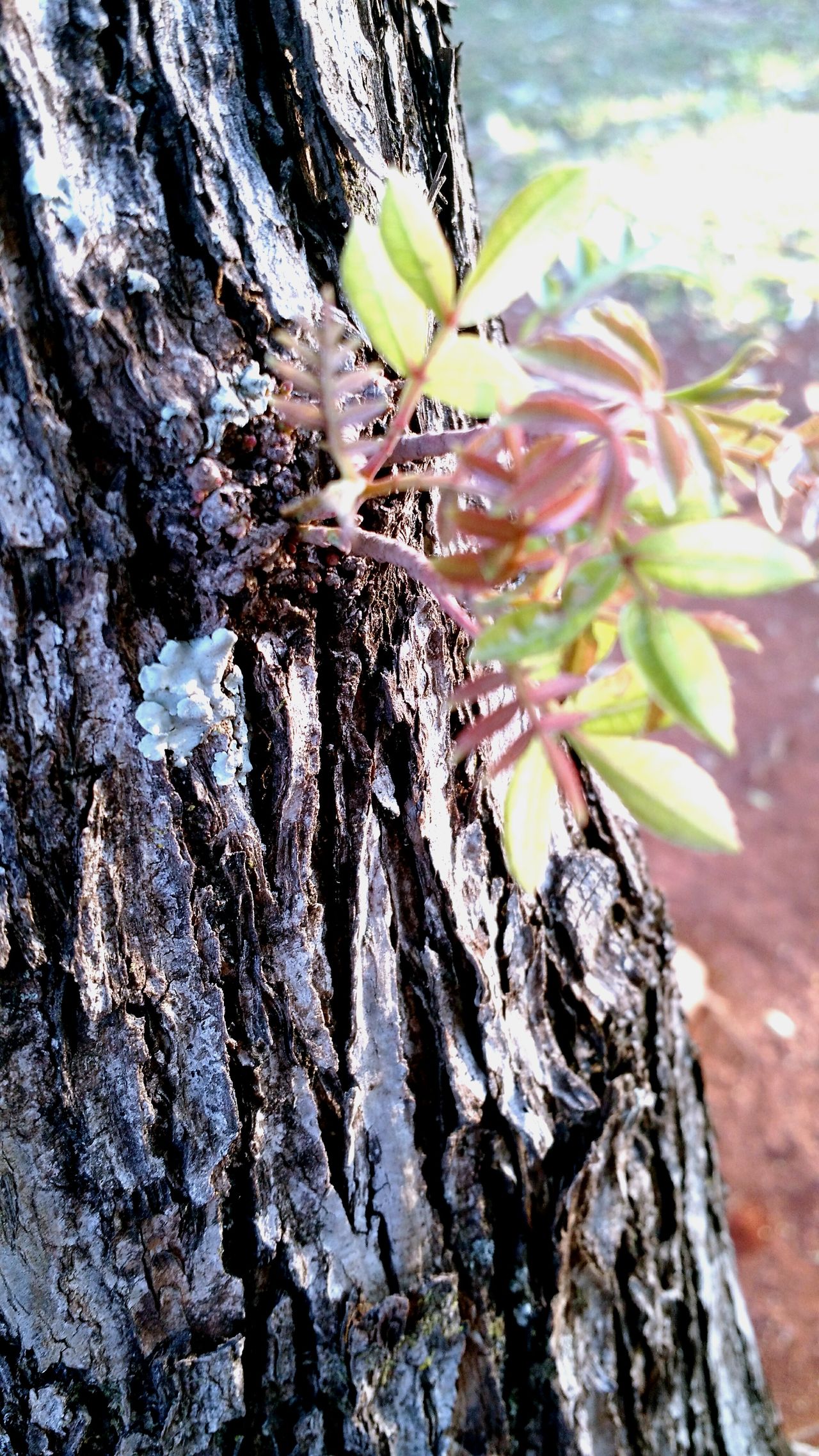 Plant on tree