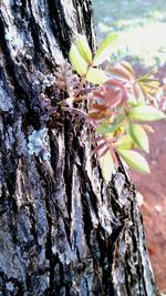 Close-up of tree trunk