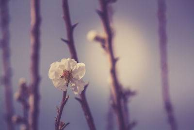 Close-up of cherry blossom