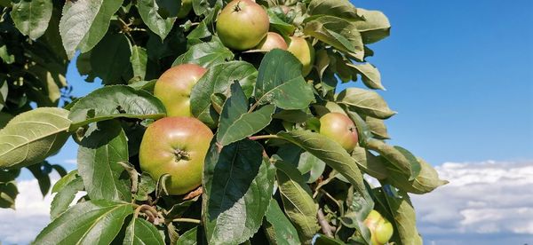 Close-up of apples on tree against sky