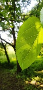 Close-up of green leaves on tree