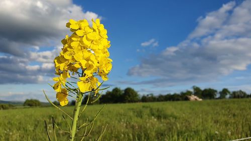 Yellow flowering plants on field