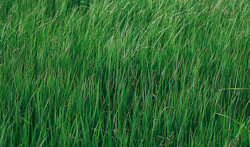 Full frame shot of corn field