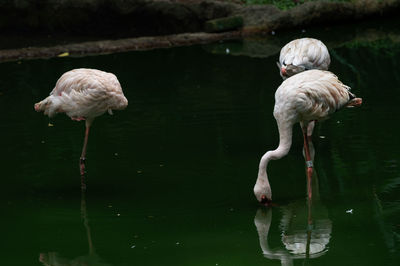 View of birds in lake