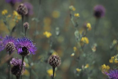 Close-up of purple thistle flowers