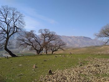 Bare trees on landscape against sky