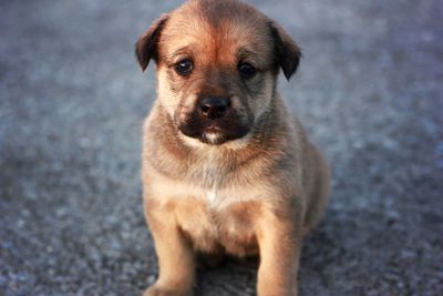 Close-up portrait of dog
