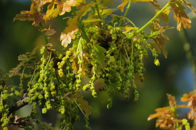 Close-up of flowering plant