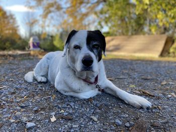 Portrait of dog relaxing outdoors