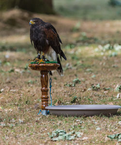 Bird perching on a field